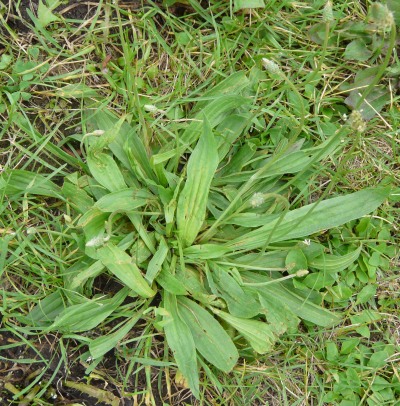 Ribwort or narrowleaf Plantain
