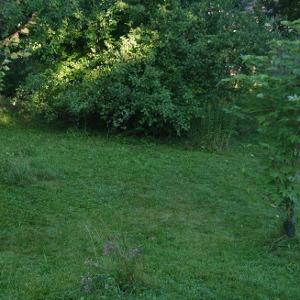 natural lawn