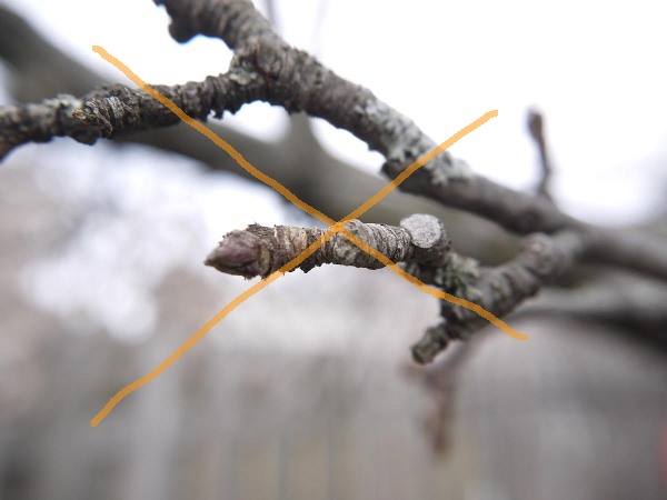 twigs and buds not usable for grafting