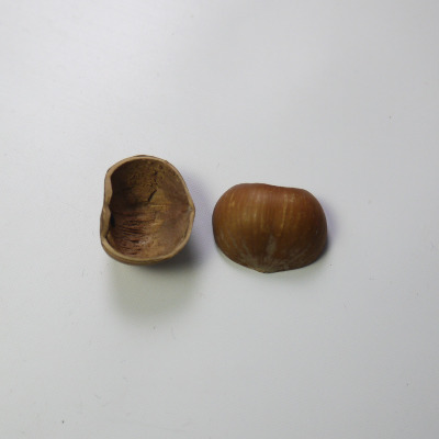 a hazelnut shell split in halves