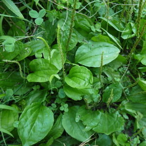 broad leave plantain