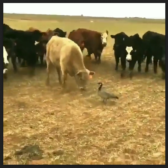 [canada-geese-against-bulls_b.png]
