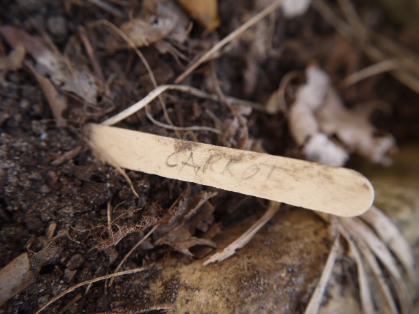 wooden ice cream sticks as labels for seedbeds and plants
