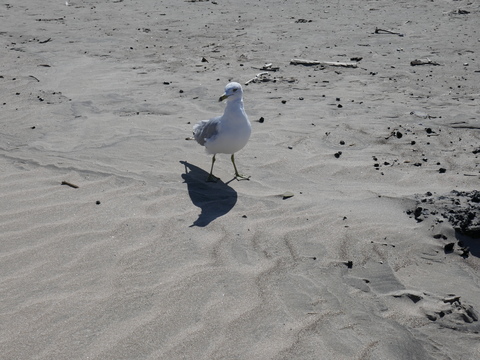 wasaga beach