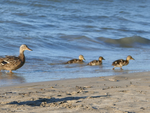 wasaga beach