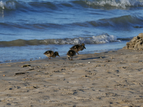 wasaga beach
