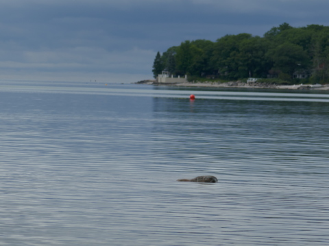 wasaga beach