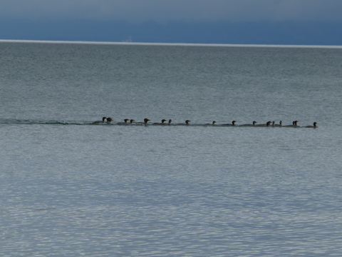 wasaga beach