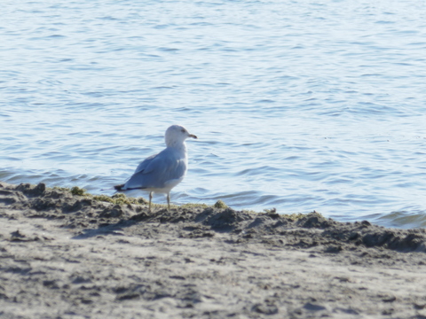 wasaga beach