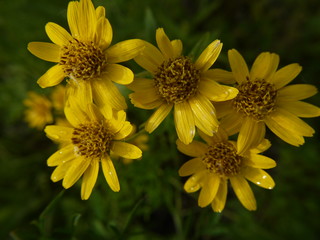 american arnica