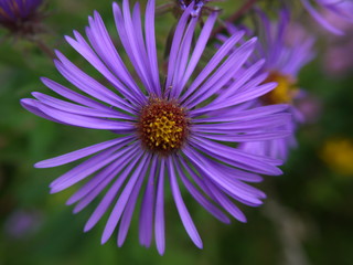 aster