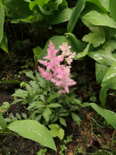 astilbe