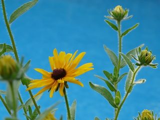 black eyed susan