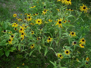 black eyed susan