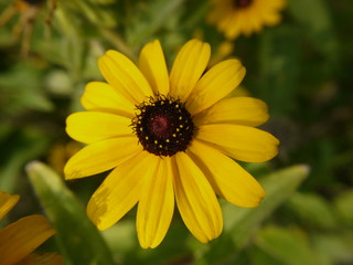 black eyed susan