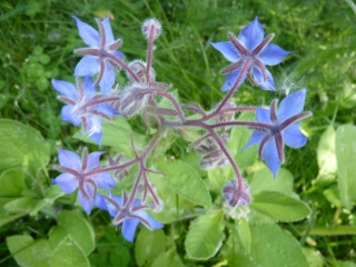 borage
