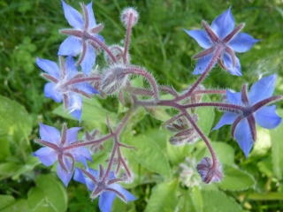 borage
