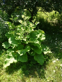 burdock