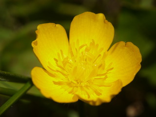 buttercup