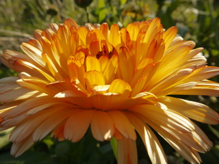 calendula