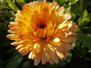 calendula