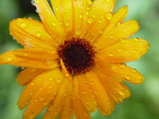 calendula