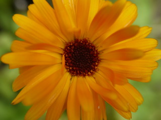 calendula