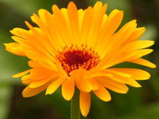 calendula