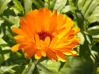 calendula