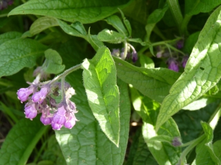 comfrey