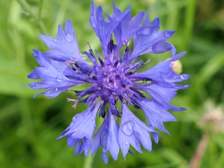 cornflower