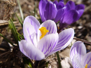 crocus