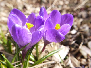 crocus