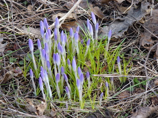 crocus