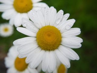 daisy