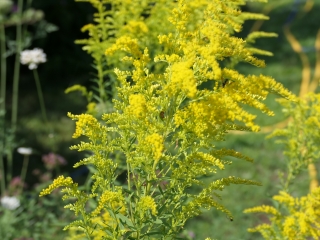 goldenrod