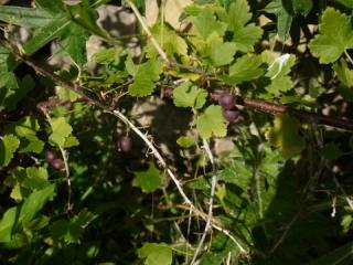 gooseberry