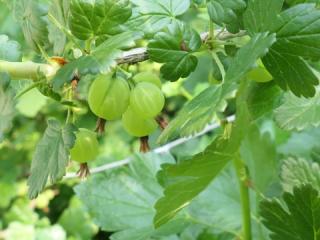 gooseberry