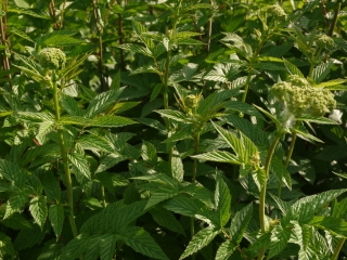 meadowsweet