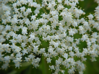 meadowsweet