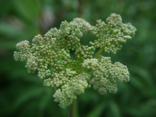 meadowsweet