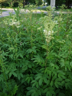 meadowsweet