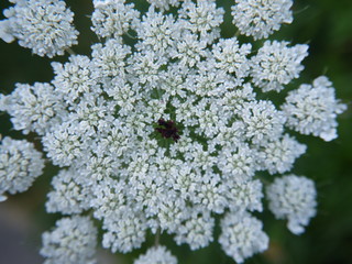 queen anne's lace