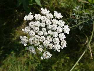 queen anne's lace