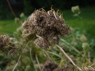 queen anne's lace