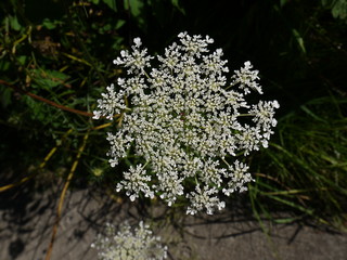 queen anne's lace