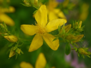 st john's wort