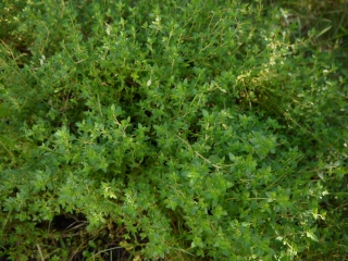 lemon thyme