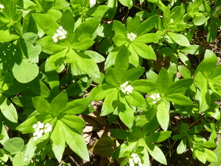 woodruff