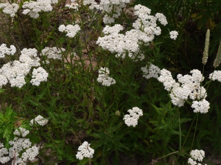 yarrow